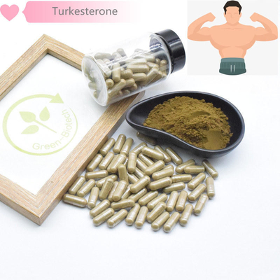 40% Ajuga Turkestanica پودر HPLC برای عصاره گیاهی طبیعی عضله ساز
