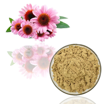 عصاره خالص گیاه اکیناسه پورپوره 1% پودر اسید کاسنی
