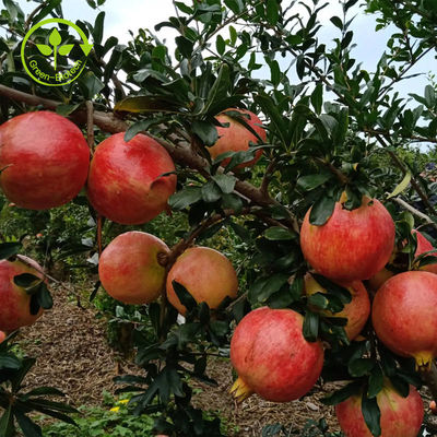پودر عصاره طبیعی خالص انار Punicalagin CAS 65995-63-3