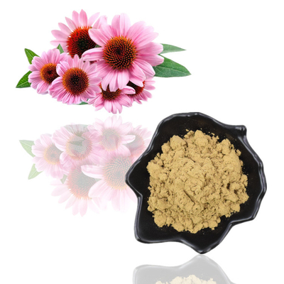 عصاره خالص طبیعی ارگانیک اکیناسه پورپوره 4% پودر پلی فنل